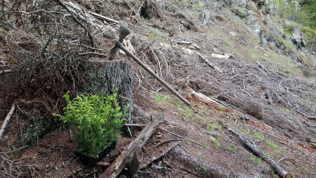 Waldbewirtschaftung. Aufforstung, Bäume pflanzen, Waldpflege